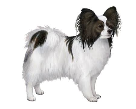 Papillon Facts - Wisdom Panel™ Dog Breeds
