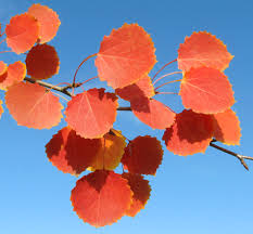 :Populus tremula   .jpg  