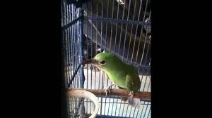 Pancingan cucak ijo biar langsung gacor pancingan cucak ijo dan suara cucak ijo serta pancingan cucak ijo hiper, full jamtrok gacor on fire di area lomba. Kicau Burung Cucak Ijo Betina Untuk Penaik Birahi Cucak Ijo Jantan By Kicau Mania