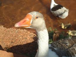Gambar bebek itik dan angsa. Gambar Bebek Paruh Burung Air Fauna Itik Angsa Dan Angsa Unggas Air Ternak Daging Unggas 2592x1944 Ale Sato Ale Sato 1434463 Galeri Foto Pxhere