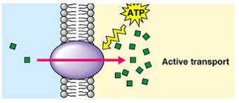 Definition of active transport : Active Transport Biology Notes For Igcse 2014