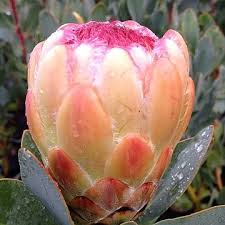 Image result for Protea