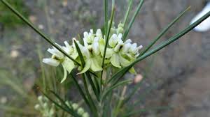 Image result for Gomphocarpus semilunatus