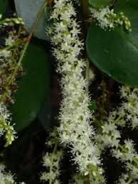 Image result for Basellaceae