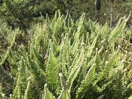 Image result for Dicranopteris elegantula