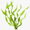 Gambar rumput laut animasi free transparent png clipart images download. 1