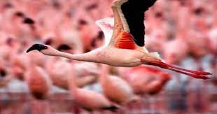 Flamingos Photo Flamingo Flamingo Most Beautiful Birds Beautiful Birds