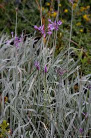 Image result for Tulbaghia acutiloba