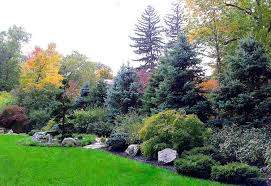 Naturalized Privacy Google Search On A Much Smaller Scale Love The Different Texture Evergreen Landscape Evergreen Landscape Front Yard Landscape Design