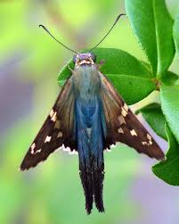 Black And Yellow Dragonfly With Long Tail Fire And Rain Beautiful Butterflies Moth Caterpillar Beautiful Bugs