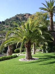 Petites fleurs jaunes en panicules pendantes. Taille De Palmier Entretien Espaces Verts Cannes Antibes Nice