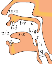 الحروف الفرنسية الساكنة الصوامت ج1 دروس في اللغة الفرنسية