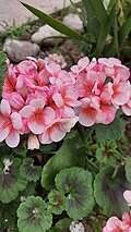 Image result for Geranium aculeolatum