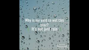 Yes, this is a normal reaction. Panovich Explains Why Your Yard May Seem Particularly Wet 11alive Com