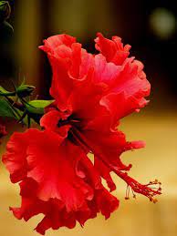 China Rose Chinese Hibiscus Hindi Gurhal Hibiscus Rosa Sinensis Hibiscus Rosa Sinensis Hibiscus Flowers