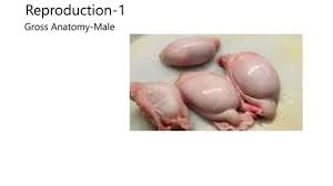 Male and female anatomy complete pack (textured). Reproduction1 Gross Anatomy Of Male Reproductive System Youtube