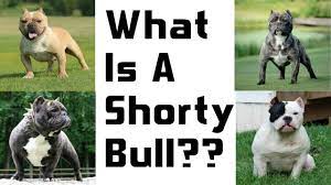 Having both gus & i loving bulldogs for a long time, the shorty's came along and facinated us. A New And Upcoming Breed The Shorty Bull Youtube