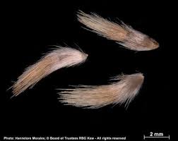 Image result for Pteronia acuminata