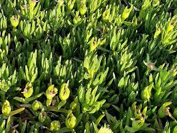 Image result for Carpobrotus