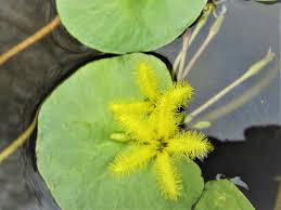 Image result for Nymphoides senegalensis