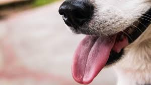 Free shipping on orders $49+, low prices and the best customer service! Dog Food Drive In San Antonio Aims To Help Pet Families In Need