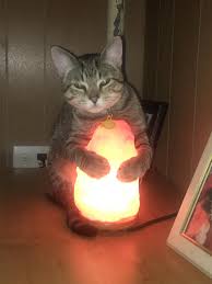 Open & share this gif cat, lamp, with everyone you know. Meme Creation Cat Lamp Meme