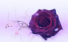 Beautiful Rose Wallpaper Purple Roses Wallpaper Purple Roses Rose Flower Wallpaper