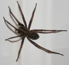 Black And Brown Wolf Spider Hobo Spiders Tegenaria Agrestis Hobo Spider Spider Spider Identification