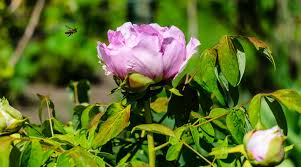We did not find results for: Peony Wilt