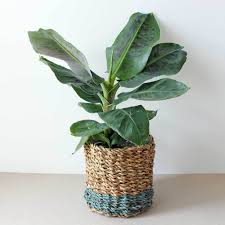 Baby banana plants are a member of the world's largest herbaceous plant bearing edible fruits, botanically known as musa acuminate. Banana Plant Buying Growing Caring For A Banana Leaf Plant