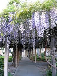 Scravings Home And Garden Wisteria Plant Climbing Plants Garden Vines