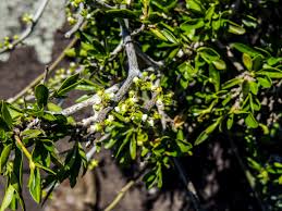 Image result for Cynanchum gerrardii