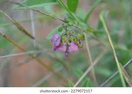 Image result for Polygala sphenoptera