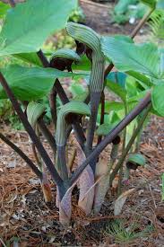 Image result for Arisaema