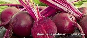 Ubi bit merah atau buah bit dalam bahasa inggris disebut dengan beetroot sedangkan dalam bahasa ilmiah sering disebut dengan beta vulgaris. Kandungan Gizi Buah Bit Ubi Bit Merah Dan Manfaatnya Bagi Kesehatan