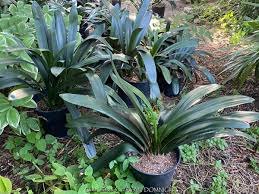 Image result for Clivia miniata