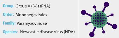 Recombinant newcastle disease virus expressing p53 demonstrates promising 99. Newcastle Disease Virus Quip Labs