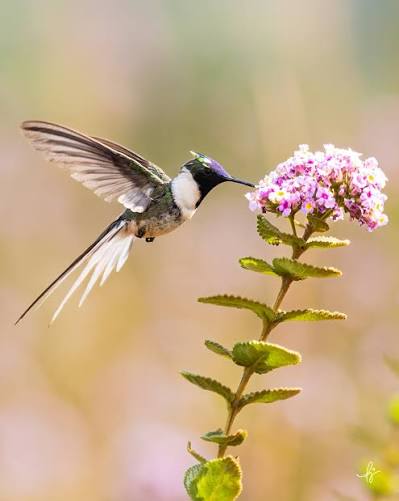 Beija-flor Chifre-de-ouro (Heliactin bilophus) e sua saga de perpetuar a  especie! Uma sequência incrível interação entre pais e filhote. Eu vi a  incrível cena de um macho intervindo com filhote, coisa nunca