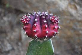 It doesn't look like it's rotting, it's something else. Controversial Colorful Moon Cactus The Succulent Eclectic