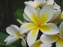 Bank of the river, river streams, grasslands. Plumeria Beautiful Flowers Pretty Flowers Plumeria