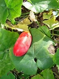 Image result for Coccinia