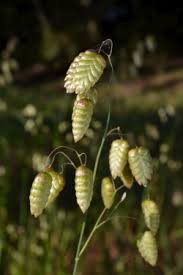 Image result for Eragrostis botryodes