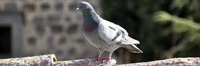 Seeing wildlife out in the country is usually great experience for most people. Advocate Pest Wildlife Specialist Yuma Az Pigeon Control