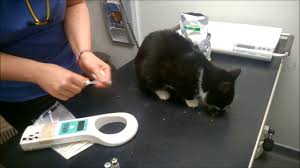 How much does a cat microchip cost? Microchipping Your Pet Cat Easy And Harmless And Helps Wildcats Youtube