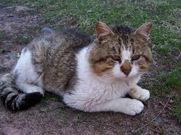 Kedi Viral Hastaliklari Viral Infectious Diseases In Cats Veteriner Akademi