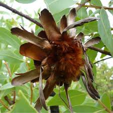 Image result for Pandiaka welwitschii