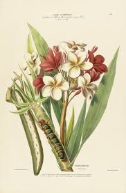 Plumeria Frangipani Tropical Flowers Illustration Flower Illustration Botanical Prints