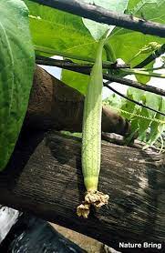 How To Grow Loofah In Containers Growing Sponge Guard Luffa Growing Vegetables Luffa Loofah
