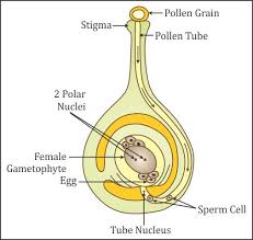 How The Process Of Fertilization Takes Place In Plants Draw Labelled Diagram To Explain The Process Biology Topperlearning Com 007p1sydd