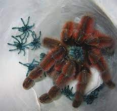 Avicularia avicularia pink toe straight out of the terrarium! Antilles Pinktoe Tarantula Avicularia Versicolor